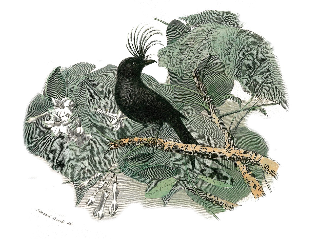 Placa de História Natural: Placa zoológica representando as passerines dentirostróficas (com equâncreas). O drongo. Placa retirada dos nove volumes sobre aves em "Obras completas de Buffon" escrito pelo naturalista Georges Louis Leclerc, Conde de Buffon (1 de Edouard Travies