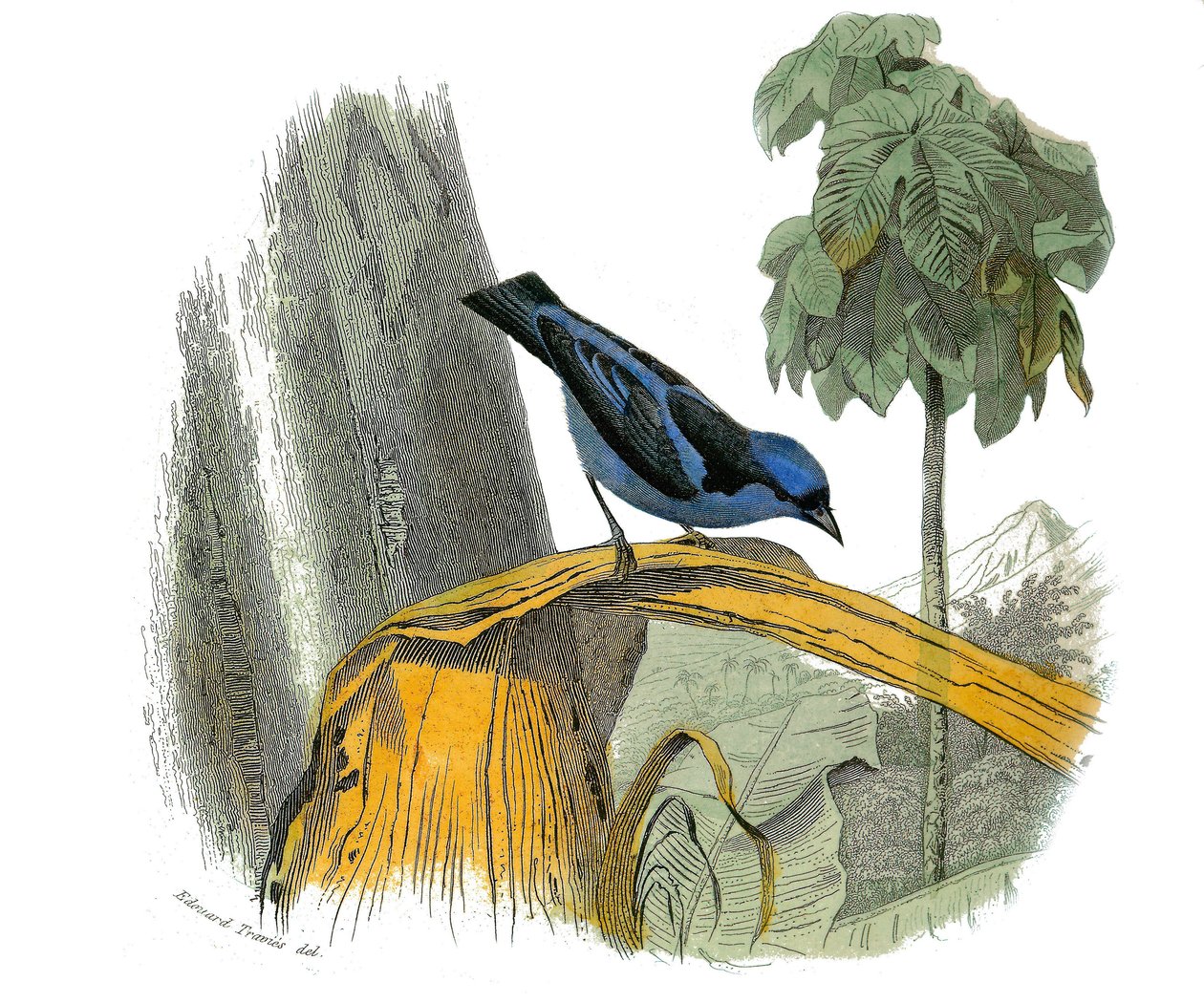 Placa de História Natural: Placa zoológica representando as passerines dentirostróficas (com equâncreas). O pitpit azul. Placa extraída dos nove volumes sobre aves em "Obras completas de Buffon" escrito pelo naturalista Georges Louis Leclerc, Conde de Buff de Edouard Travies