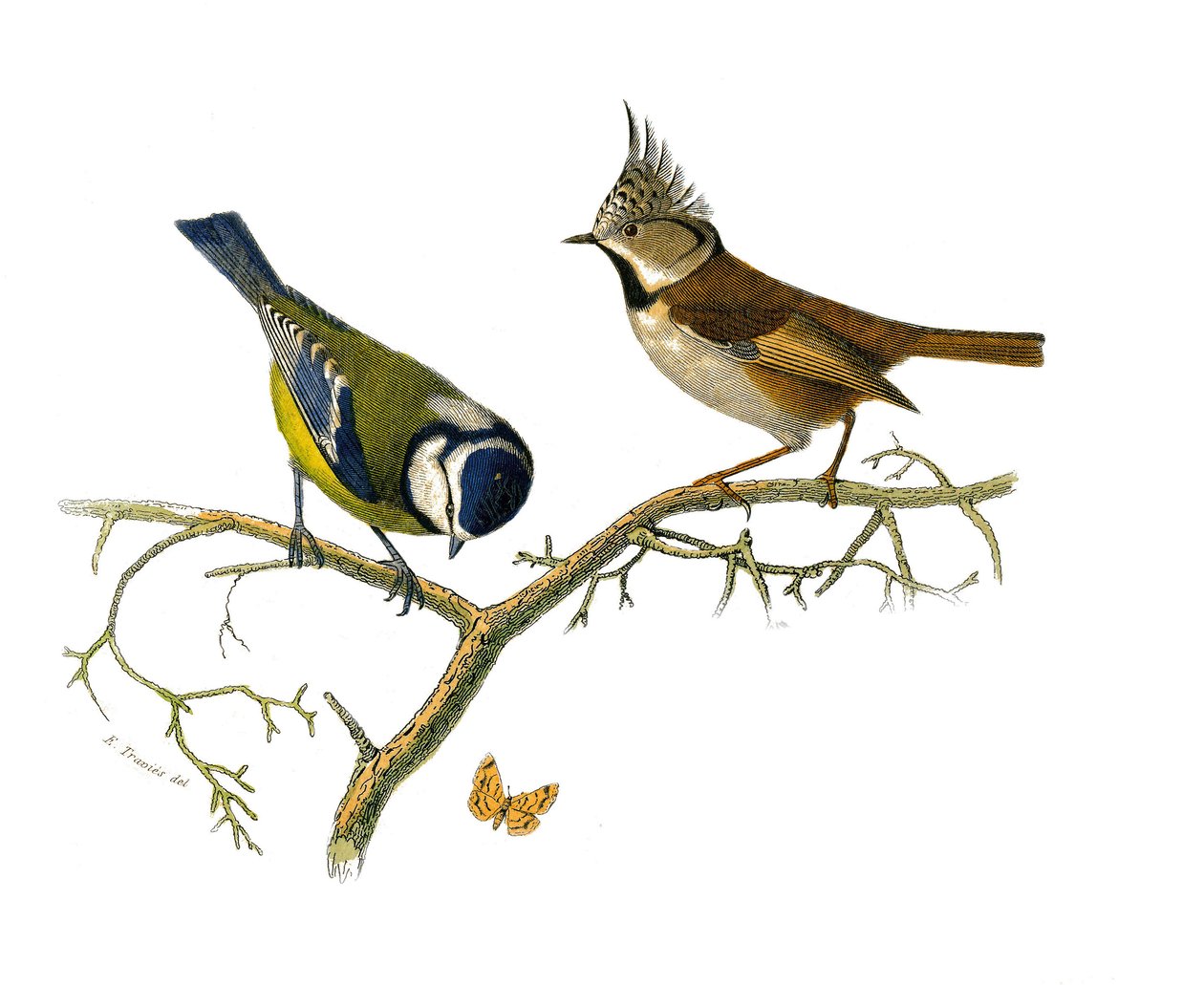 Placa de História Natural: Placa zoológica representando as passerines dentirostróficas (com equâncreas). A mesange azul e a mesange huppee. Placa retirada dos nove volumes sobre aves em "Obras completas de Buffon" escrito pelo naturalista Georges Louis Le de Edouard Travies