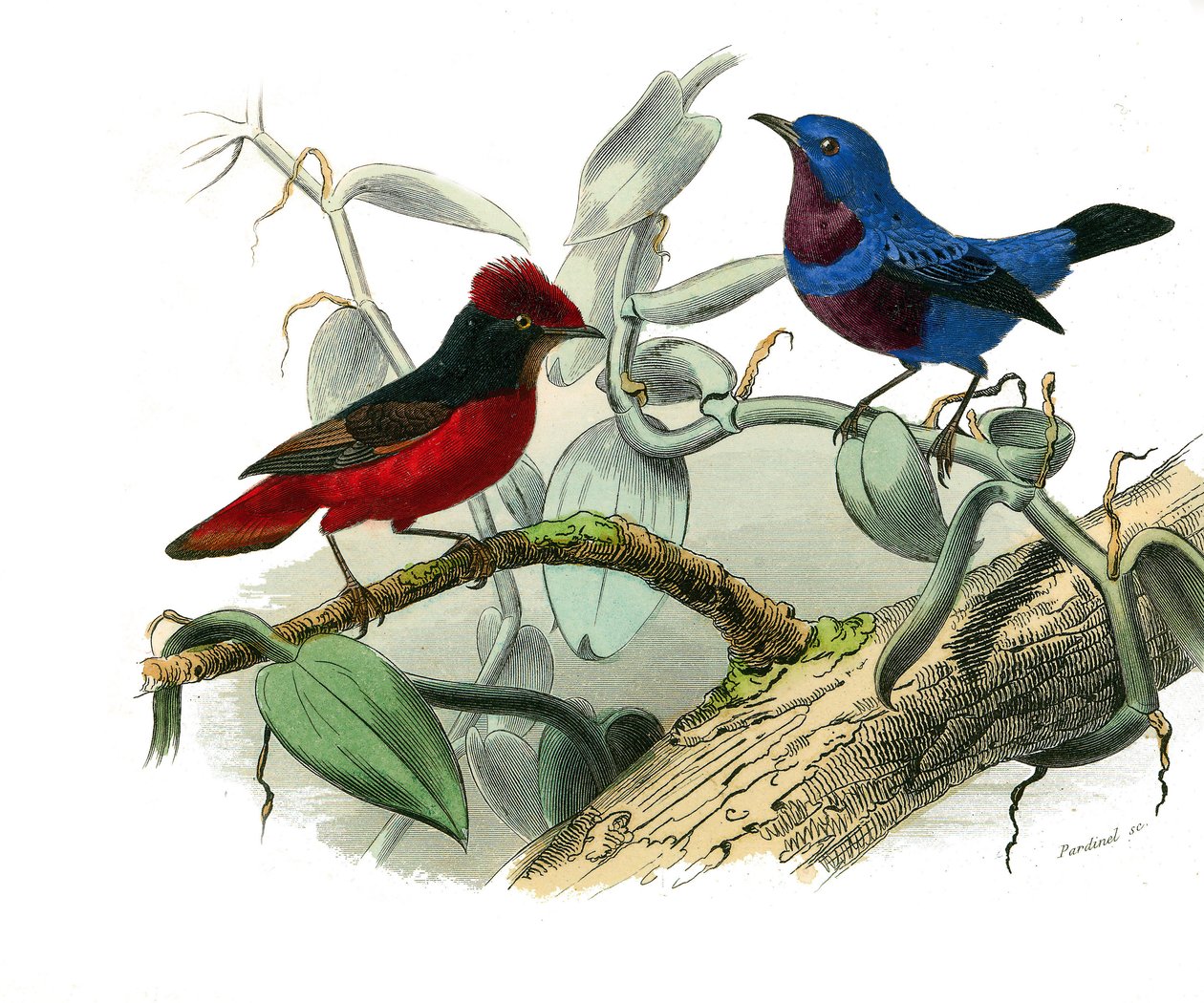 Placa de História Natural: Placa zoológica representando as passerines dentirostróficas (com equâncreas). O Ouette e o cordão azul. Placa retirada dos nove volumes sobre aves em "Obras completas de Buffon" escrito pelo naturalista Georges Louis Leclerc, Co de Edouard Travies