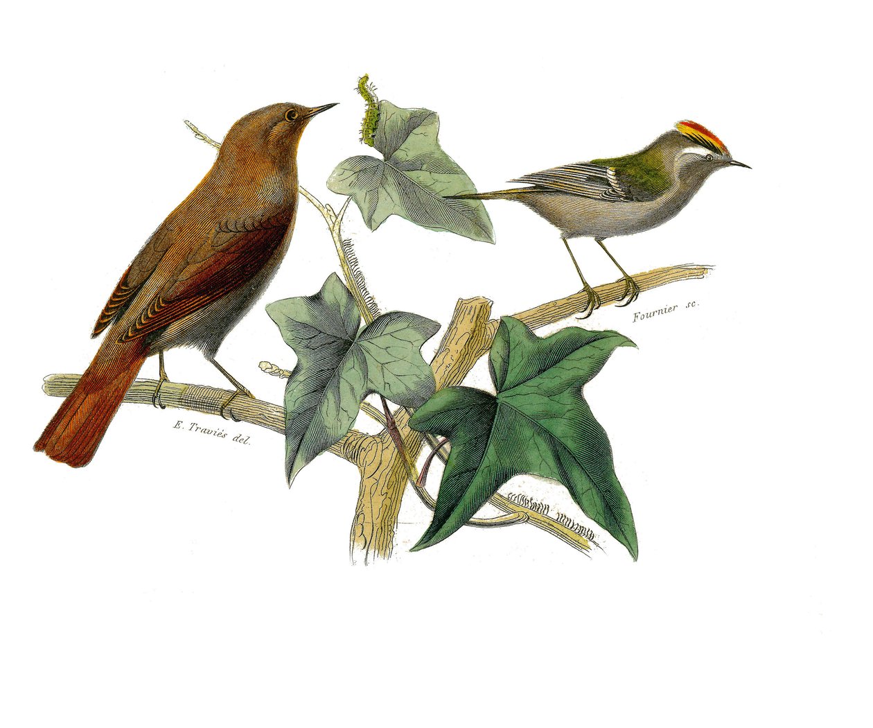 Placa de História Natural: Placa zoológica representando as passerines dentirostróficas (com equâncreas). O rouxinol e o rei. Placa retirada dos nove volumes sobre aves em "Obras completas de Buffon" escrito pelo naturalista Georges Louis Leclerc, Conde de de Edouard Travies