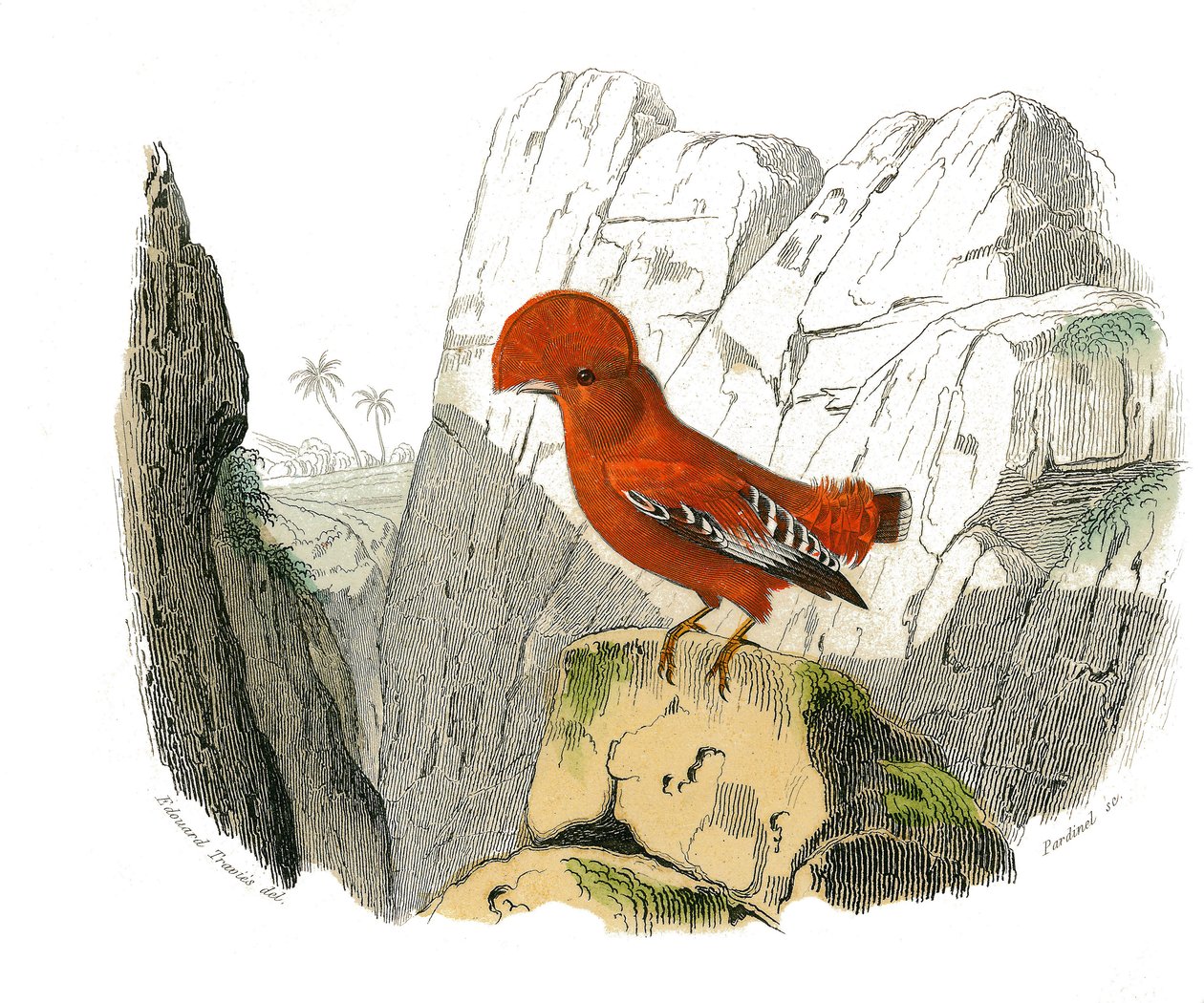 Placa de História Natural: Placa zoológica representando as passerines dentirostróficas (com equâncreas). O galo. Placa retirada dos nove volumes sobre aves em "Obras completas de Buffon" escrito pelo naturalista Georges Louis Leclerc, Conde de Buffon (170 de Edouard Travies