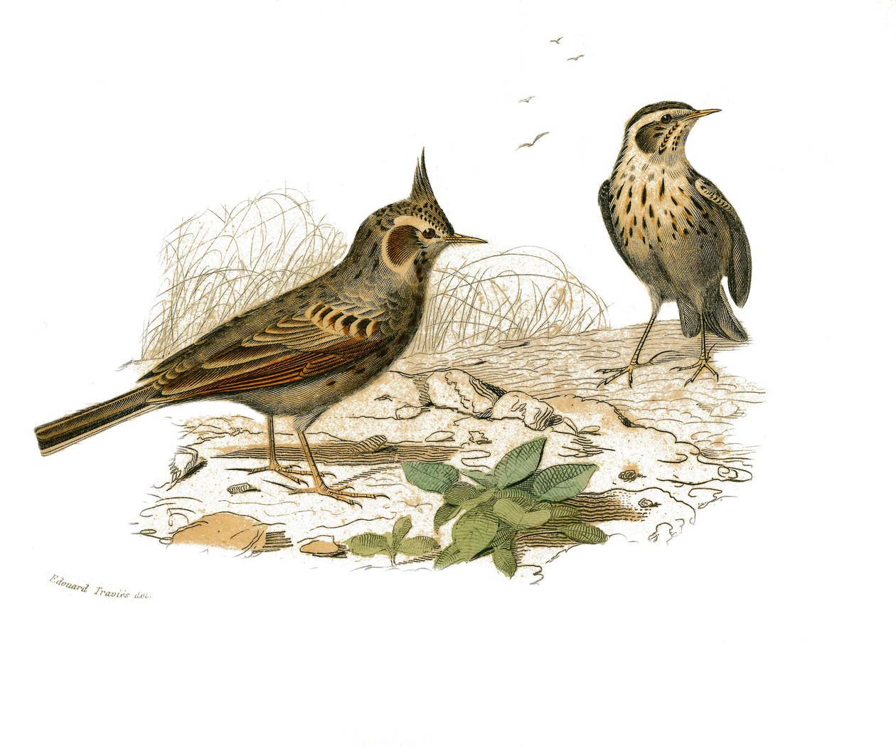 Placa de História Natural: Placa zoológica representando as passerines dentirostróficas (com equâncreas). A cochevis e a cotovia do pântano. Placa retirada dos nove volumes sobre aves em "Obras completas de Buffon" escrito pelo naturalista Georges Louis Le de Edouard Travies