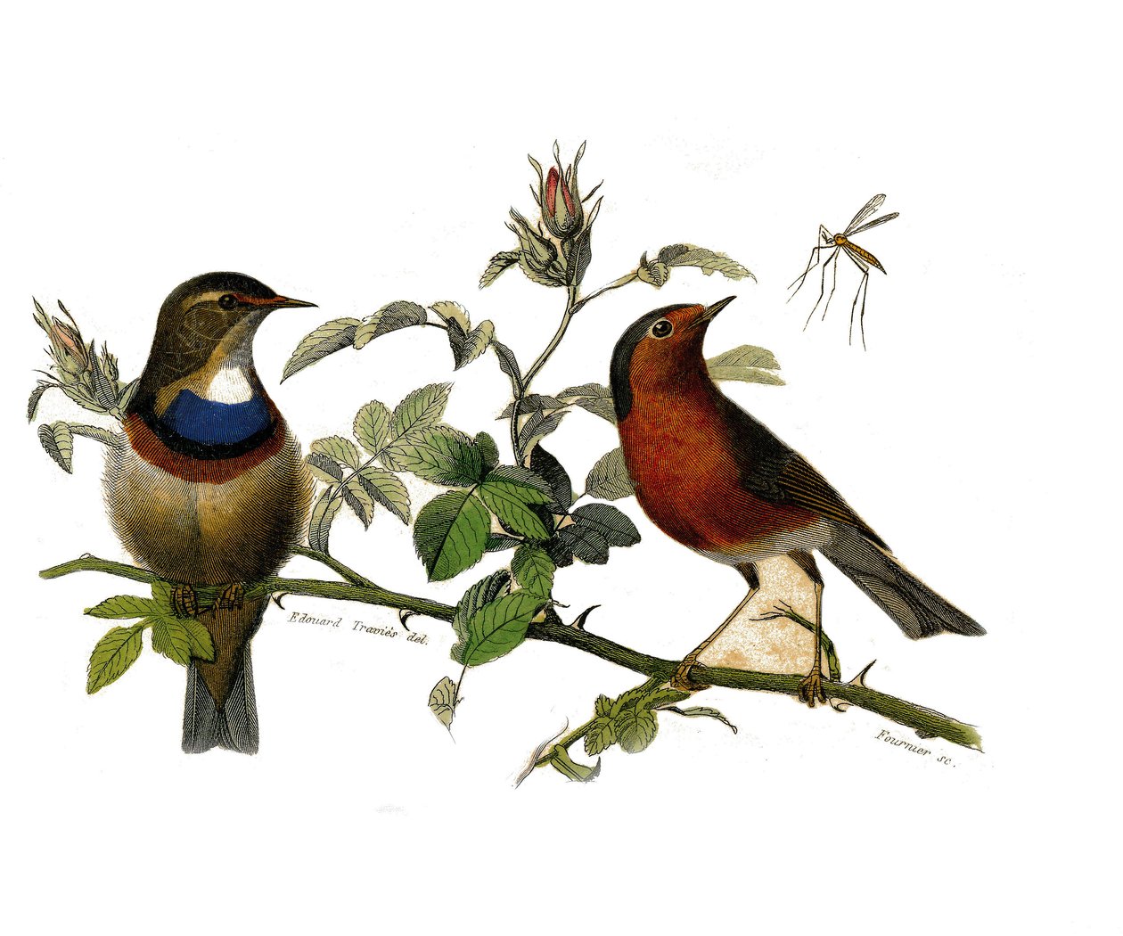Placa de História Natural: quadro zoológico representando passeriformes dentirostro de Edouard Travies