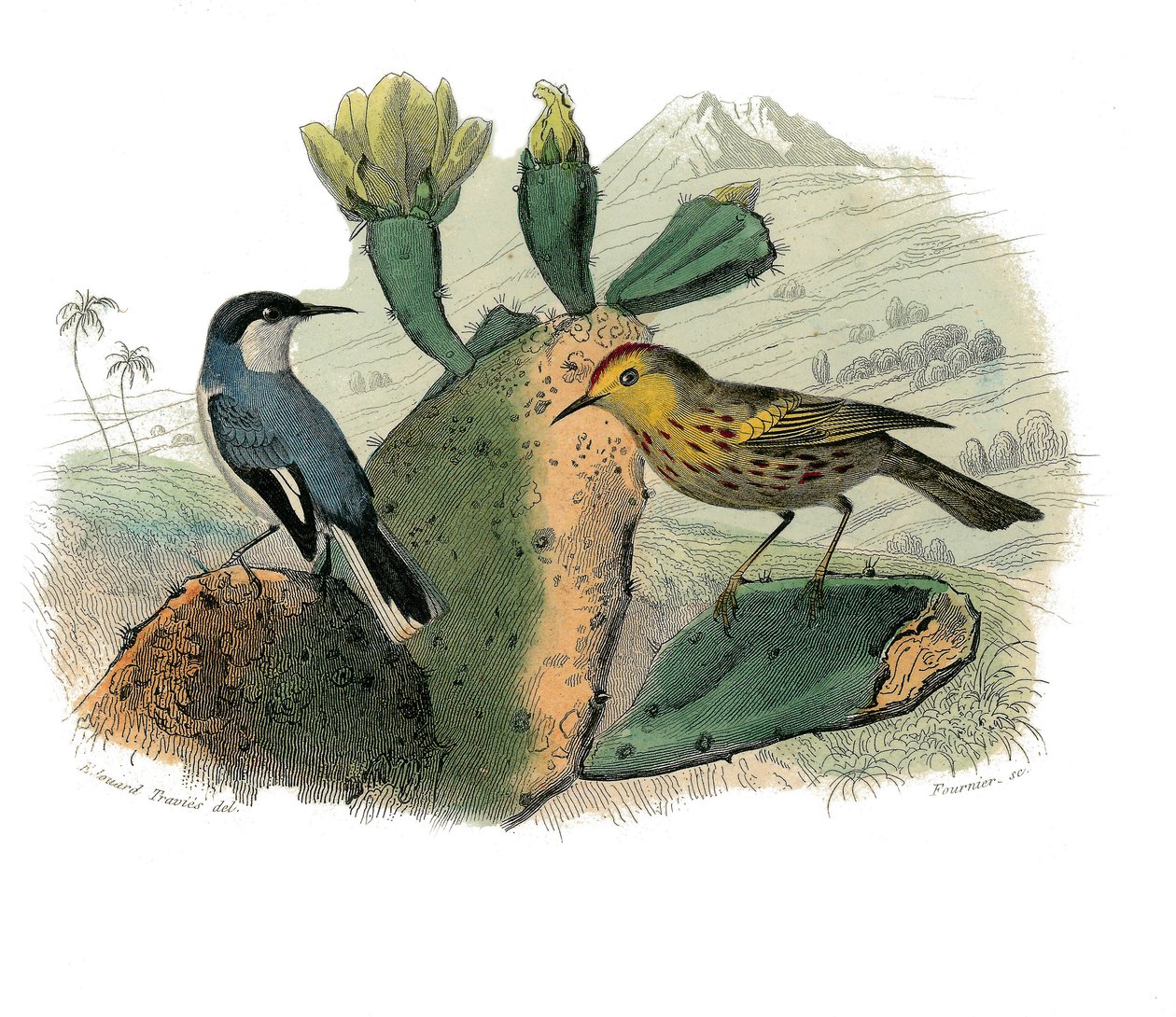 Placa de História Natural: quadro zoológico representando passeriformes dentirostro de Edouard Travies