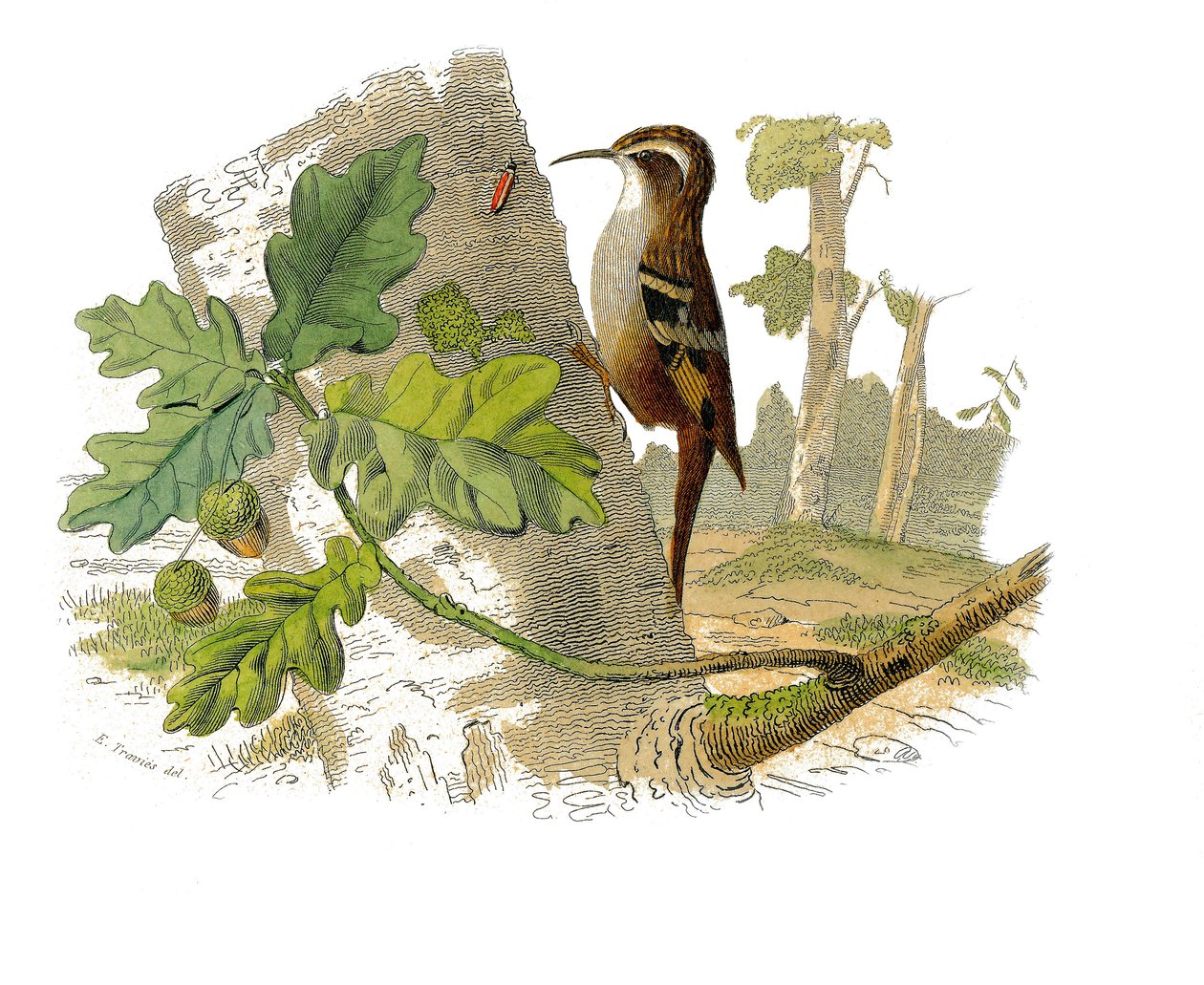 Placa de História Natural: quadro zoológico representando passeriformes dentirostro de Edouard Travies