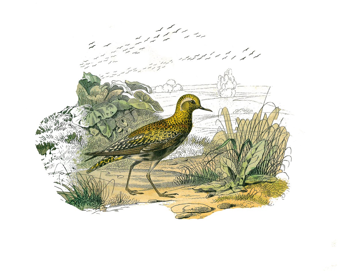 Placa de História Natural: Placa Zoológica representando as limícolas longirostróficas (bico longo e magro): a tarambola dourada. Placa retirada dos nove volumes sobre aves em "Obras completas de Buffon" escrito pelo naturalista Georges Louis Leclerc, Cond de Edouard Travies