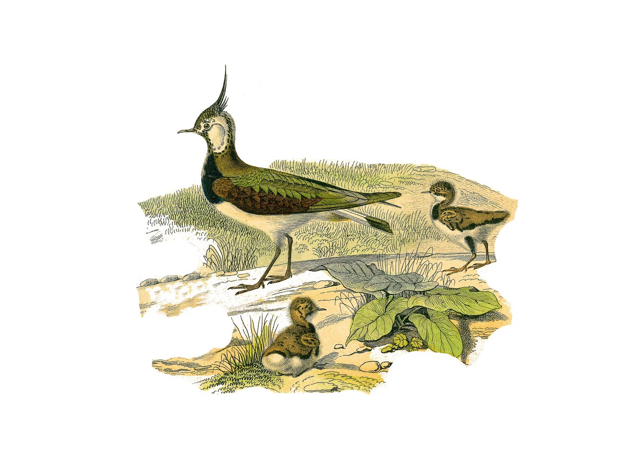 Placa de História Natural: Tábua Zoológica representando as limícolas (com bicos longos e magros): o cordeiro e seus filhotes. Placa retirada dos nove volumes sobre aves em "Obras completas de Buffon" escrito pelo naturalista Georges Louis Leclerc, Coun de Edouard Travies