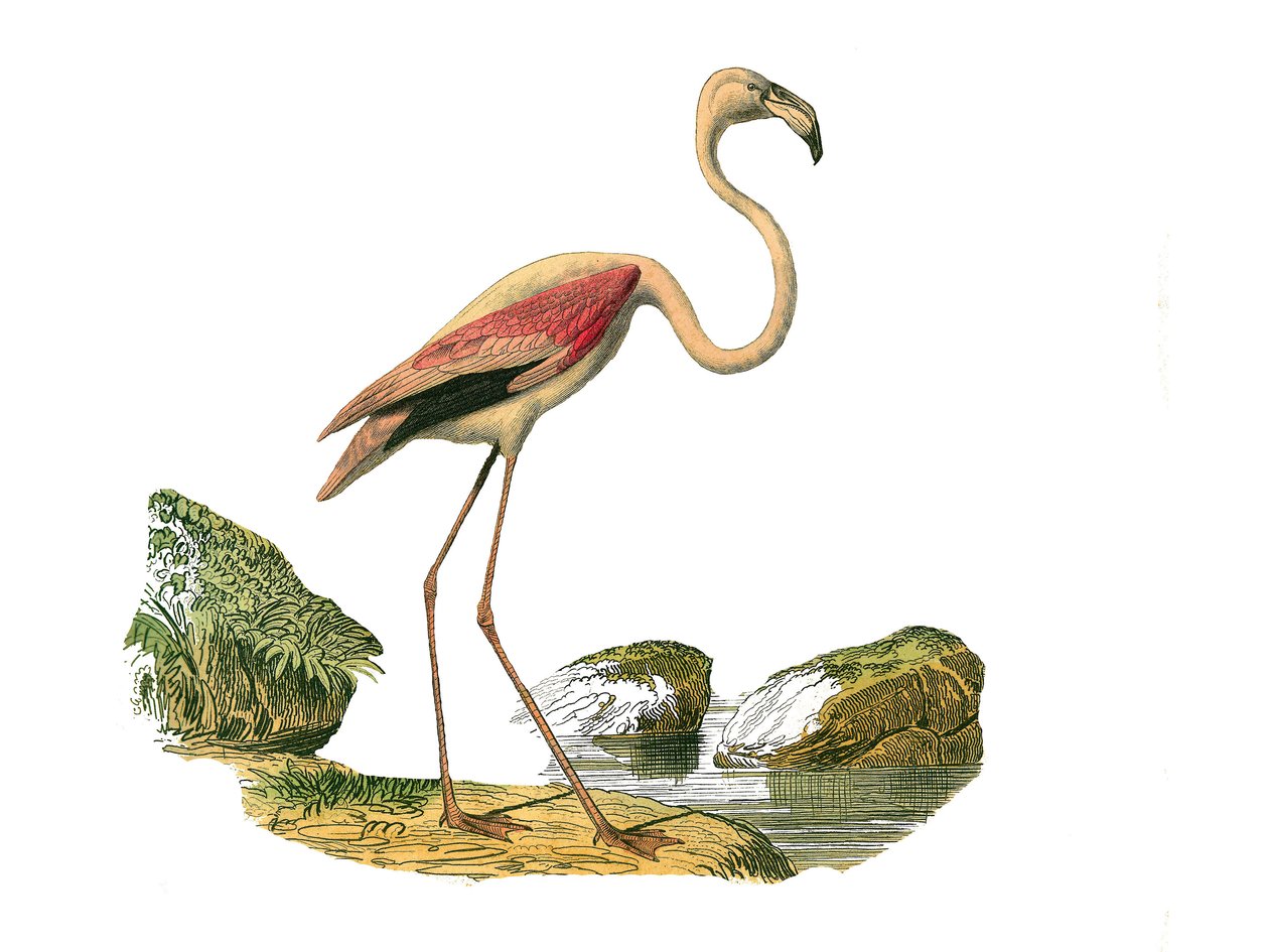 Placa de História Natural: Placa Zoológica representando as limícolas longirostróficas (com bico longo e magro): o flamingo rosa. Placa extraída dos nove volumes sobre aves em "Obras completas de Buffon" escrito pelo naturalista Georges Louis Leclerc, Cond de Edouard Travies