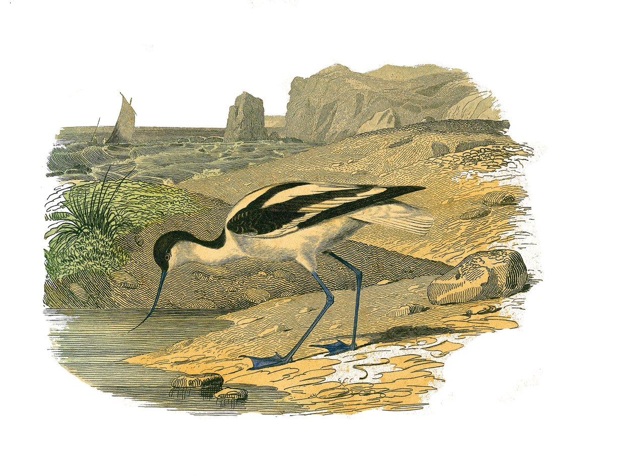 Placa de História Natural: quadro zoológico que representa as limícolas longirrosas de Edouard Travies