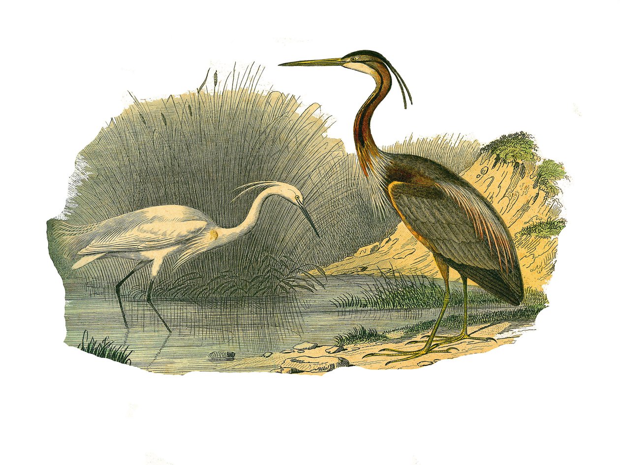 Placa de História Natural: Placa zoológica representando aves aquáticas e limícolas cultrirostrous (com bicos grandes, longos e fortes): eagrette e garças roxas. Placa extraída dos nove volumes sobre aves em "Obras completas de Buffon", escrito pelo natura de Edouard Travies