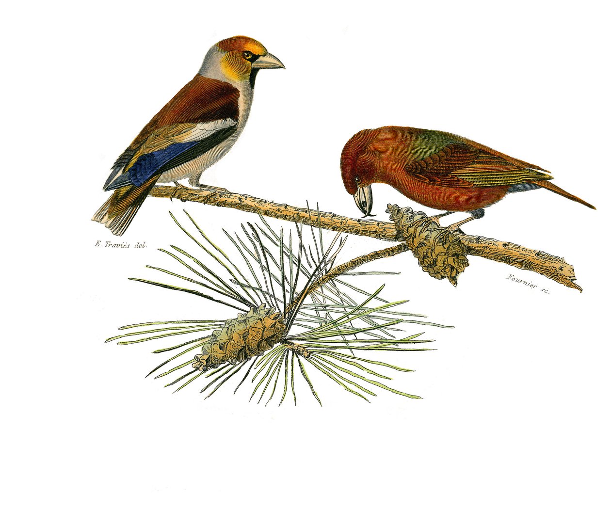 Quadro de história natural: Quadro zoológico representando passeriformes conirostróficos (bico cônico). Big bico (Grosbeak) e Cross bico (Crossbill). Placa extraída dos nove volumes sobre aves em "Obras completas de Buffon", escrito pelo naturalista George de Edouard Travies