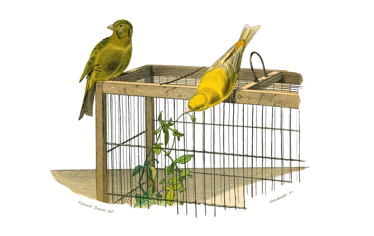 Quadro de história natural: Quadro zoológico representando passeriformes conirostróficos (bico cônico). As Ilhas Canárias. Placa retirada dos nove volumes sobre aves em "Obras completas de Buffon" escrito pelo naturalista Georges Louis Leclerc, Conde de Bu de Edouard Travies