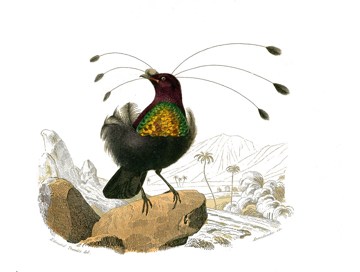 Quadro de história natural: Quadro zoológico representando passeriformes conirostróficos (bico cônico). O sifilet. Placa retirada dos nove volumes sobre aves em "Obras completas de Buffon" escrito pelo naturalista Georges Louis Leclerc, Conde de Buffon (17 de Edouard Travies