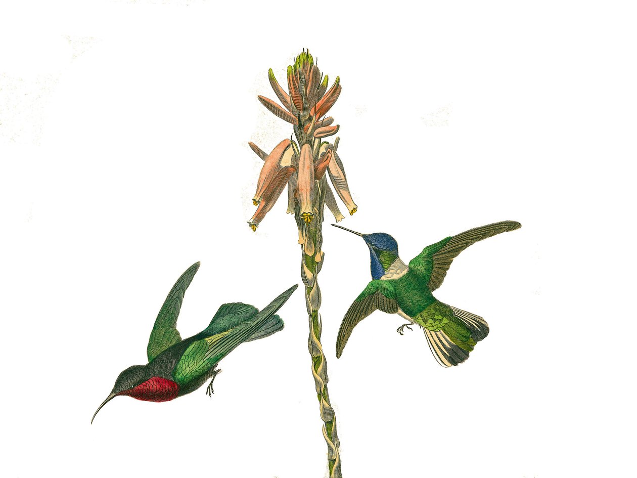 Quadro de história natural: Quadro zoológico representando passeriformes conirostróficos (bico cônico). Beija-flor de granada e Jacobine fly bird. Placa retirada dos nove volumes sobre aves em "Obras completas de Buffon" escrito pelo naturalista Georges Lo de Edouard Travies