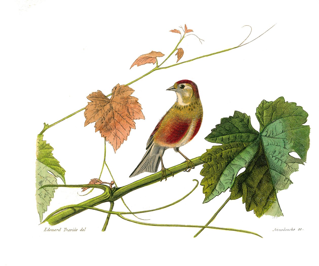 Quadro de história natural: Quadro zoológico representando passeriformes conirostróficos (bico cônico). O linotte. Placa retirada dos nove volumes sobre aves em "Obras completas de Buffon" escrito pelo naturalista Georges Louis Leclerc, Conde de Buffon (17 de Edouard Travies