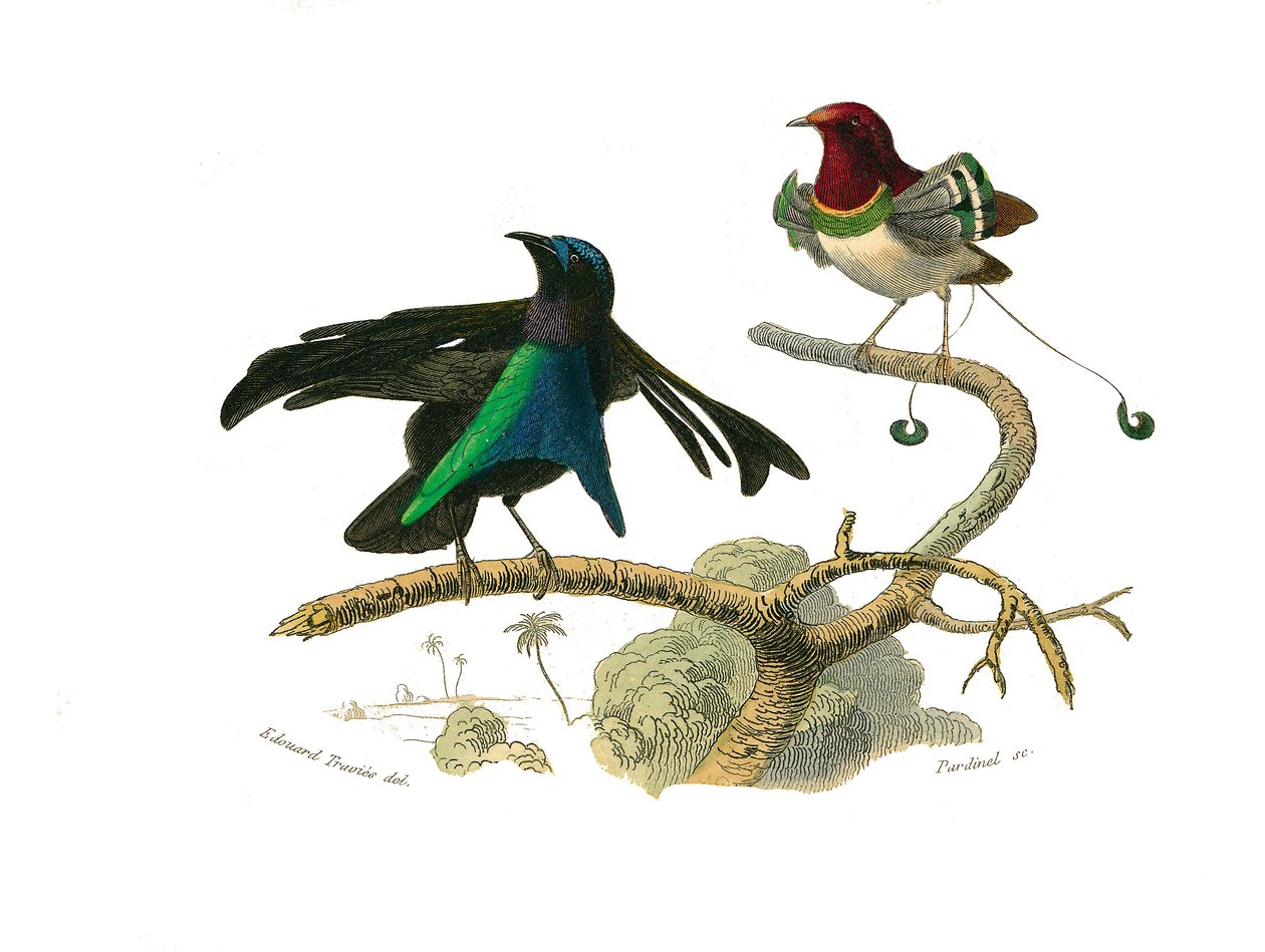 Quadro de história natural: Quadro zoológico representando passeriformes conirostróficos (bico cônico). O manucode preto e o manucode. Placa retirada dos nove volumes sobre aves em "Obras completas de Buffon" escrito pelo naturalista Georges Louis Leclerc, de Edouard Travies