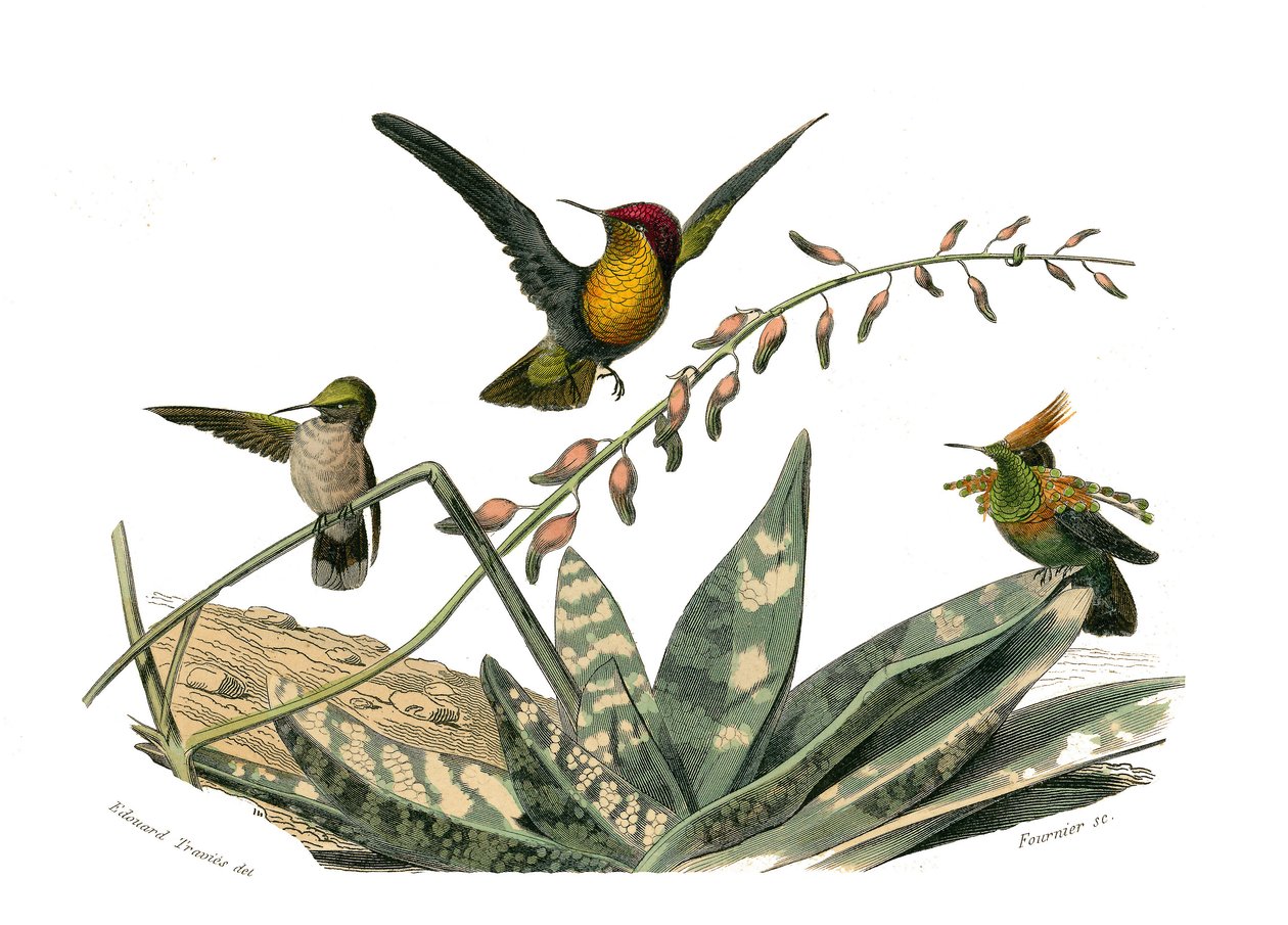 Quadro de história natural: Quadro zoológico representando passeriformes conirostróficos (bico cônico). O pássaro mosca, o pequeno pássaro mosca e o pássaro mosca-anã. Placa extraída dos nove volumes sobre aves em "Obras completas de Buffon", escrito pelo  de Edouard Travies
