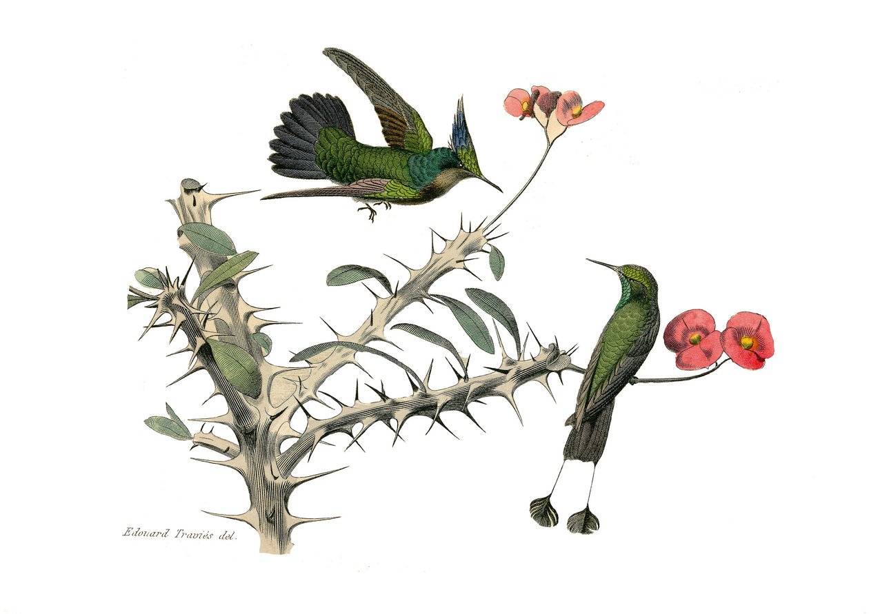 Quadro de história natural: Quadro zoológico representando passeriformes conirostróficos (bico cônico). O pássaro voador e o pássaro voador com ferradura de neve. Placa extraída dos nove volumes sobre aves em "Obras completas de Buffon", escrito pelo natur de Edouard Travies