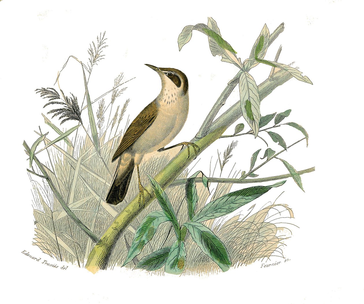 Quadro de história natural: Quadro zoológico representando passeriformes conirostróficos (bico cônico). A ruiva. Placa retirada dos nove volumes sobre aves em "Obras completas de Buffon" escrito pelo naturalista Georges Louis Leclerc, Conde de Buffon (1707 de Edouard Travies