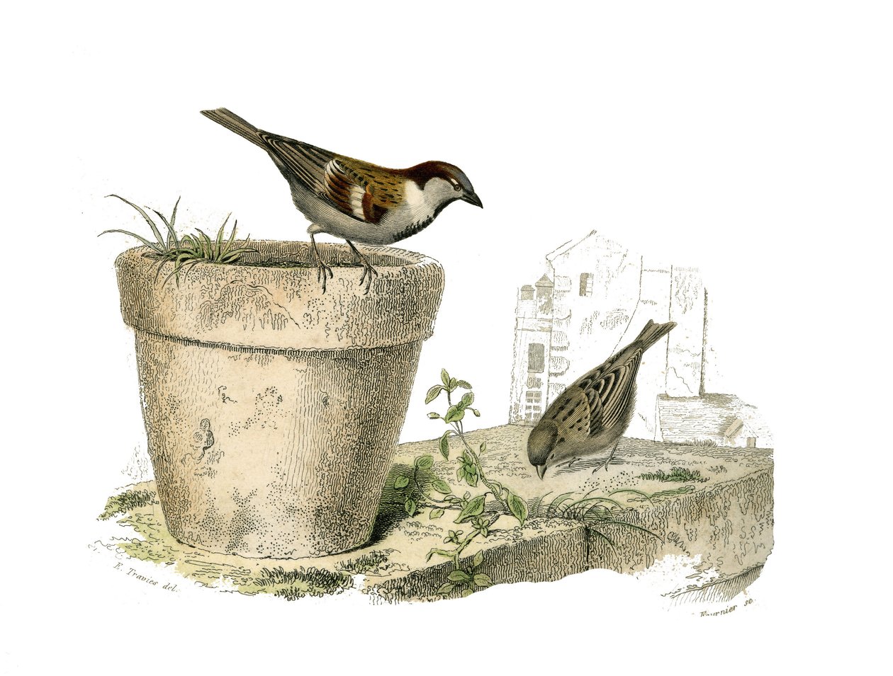 Quadro de história natural: Quadro zoológico representando passeriformes conirostróficos (bico cônico). Os pardais (pardal). Placa retirada dos nove volumes sobre aves em "Obras completas de Buffon" escrito pelo naturalista Georges Louis Leclerc, Conde de  de Edouard Travies