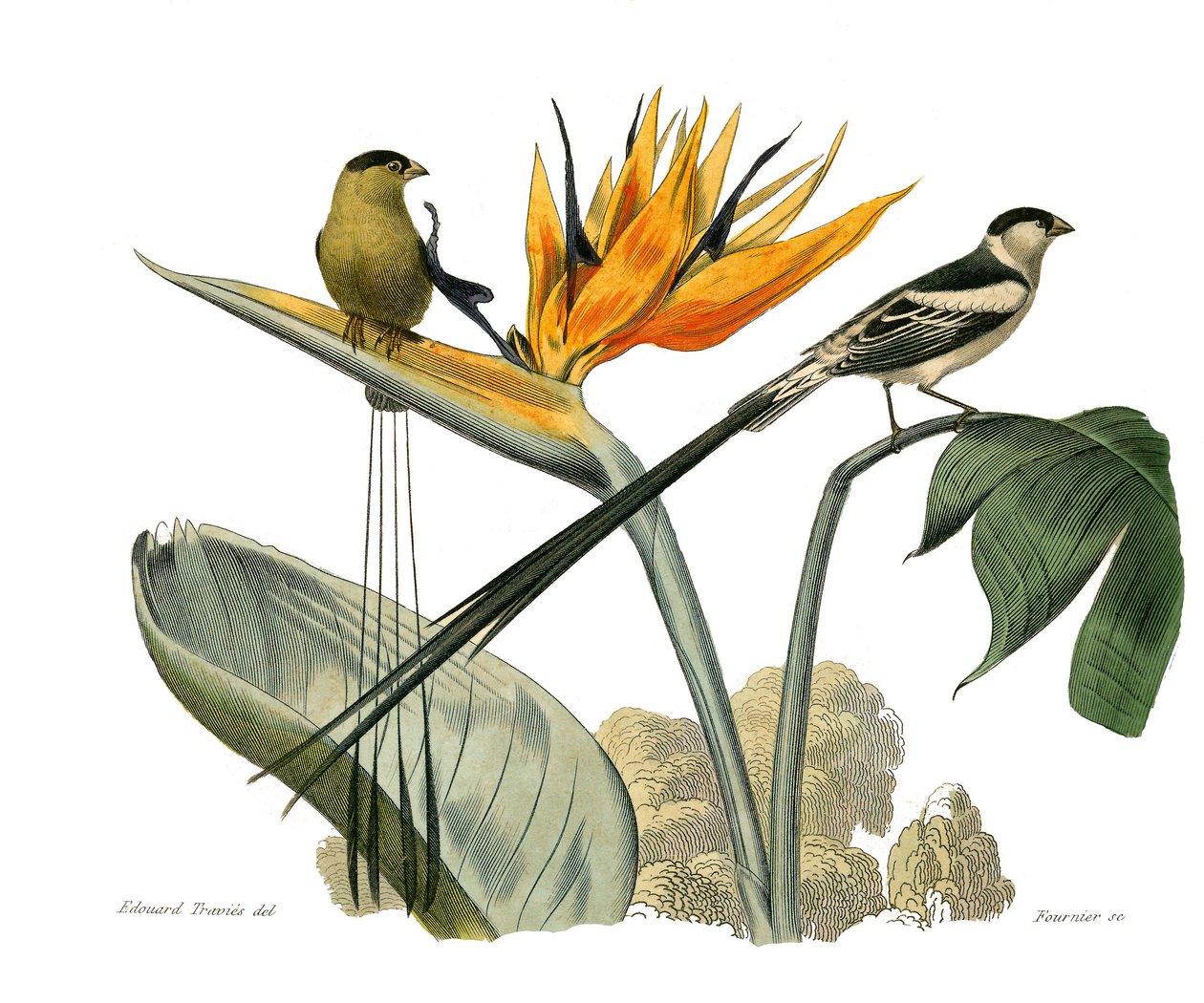 Quadro de história natural: quadro zoológico que representa passeriformes conirostros de Edouard Travies