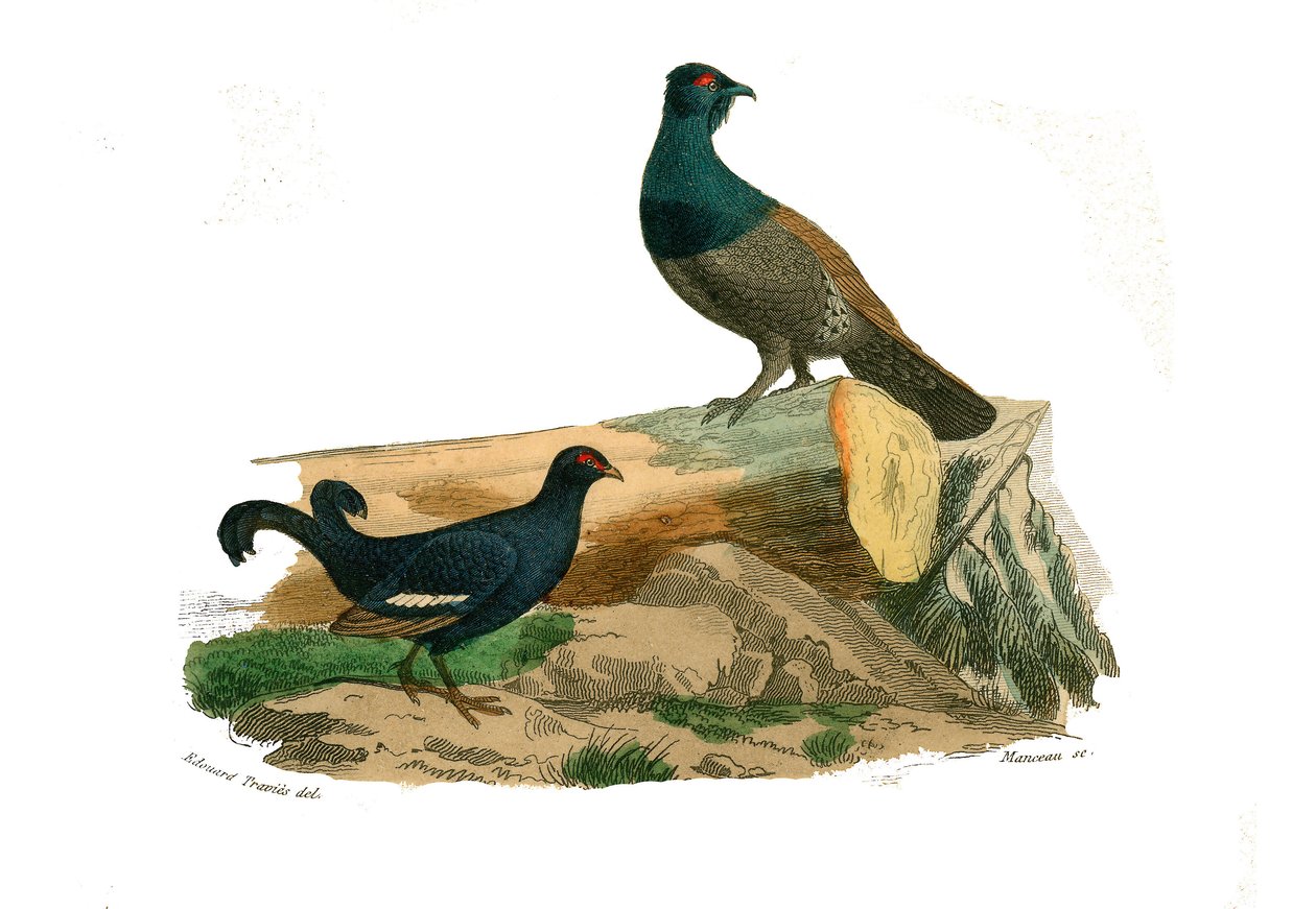 Quadro de história natural: Quadro zoológico representando gallinaces: tetras de cauda bifurcada e tetras. Placa retirada dos nove volumes sobre aves em "Obras completas de Buffon" escrito pelo naturalista Georges Louis Leclerc, Conde de Buffon (1707-1788) de Edouard Travies