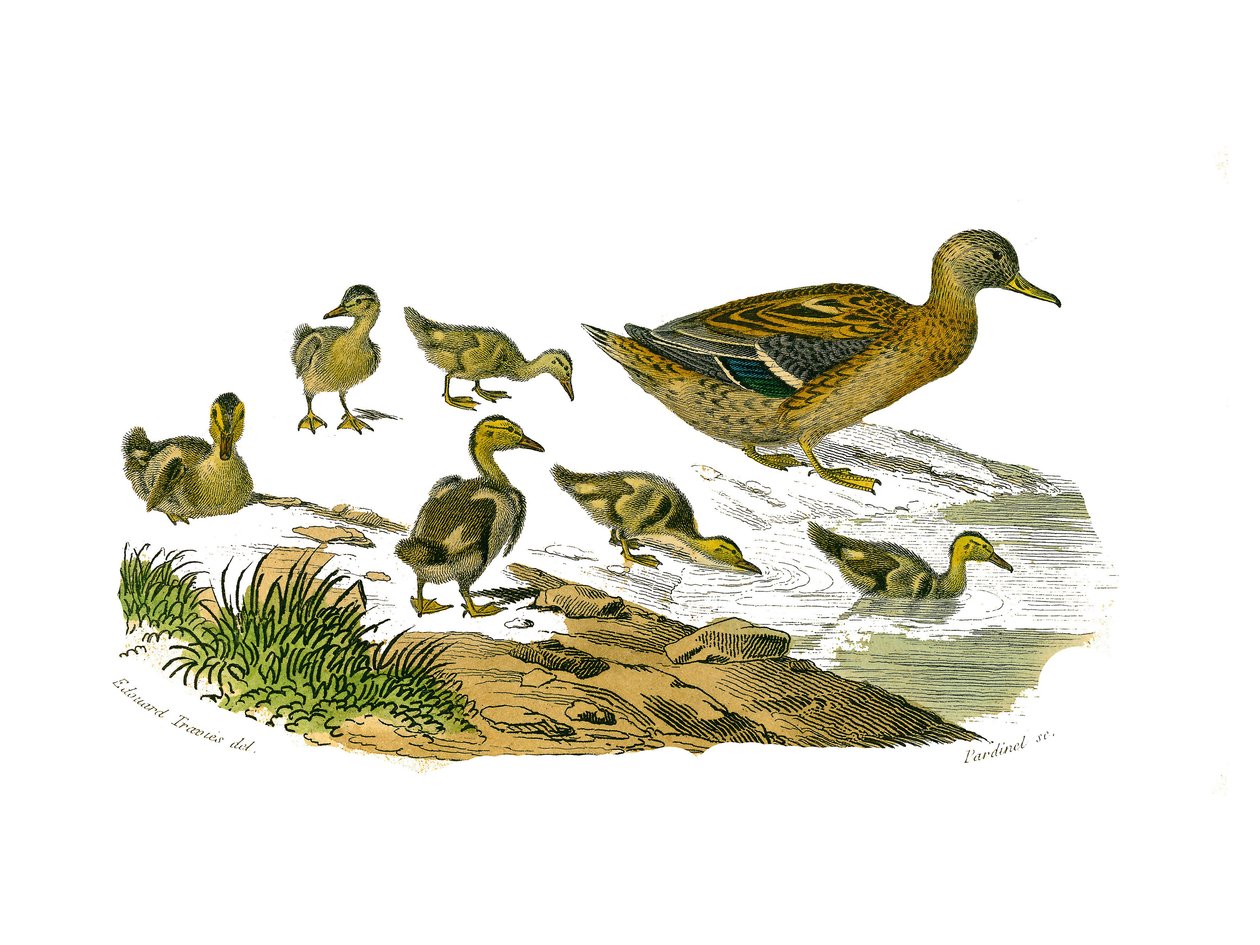 Quadro de história natural: Tábua zoológica representando palmípedes lamelirostróficas (com ripas ou dentes). A pata fêmea e seus filhotes. Placa retirada dos nove volumes sobre aves em "Obras completas de Buffon" escrito pelo naturalista Georges Louis Lec de Edouard Travies