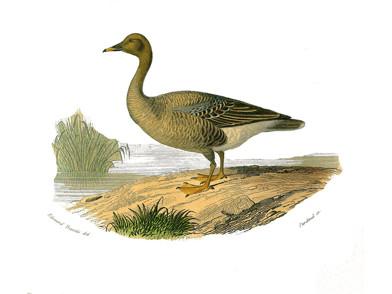 Quadro de história natural: Tábua zoológica representando palmípedes lamelirostróficas (com ripas ou dentes). Ganso selvagem. Placa retirada dos nove volumes sobre aves em "Obras completas de Buffon" escrito pelo naturalista Georges Louis Leclerc, Conde de de Edouard Travies