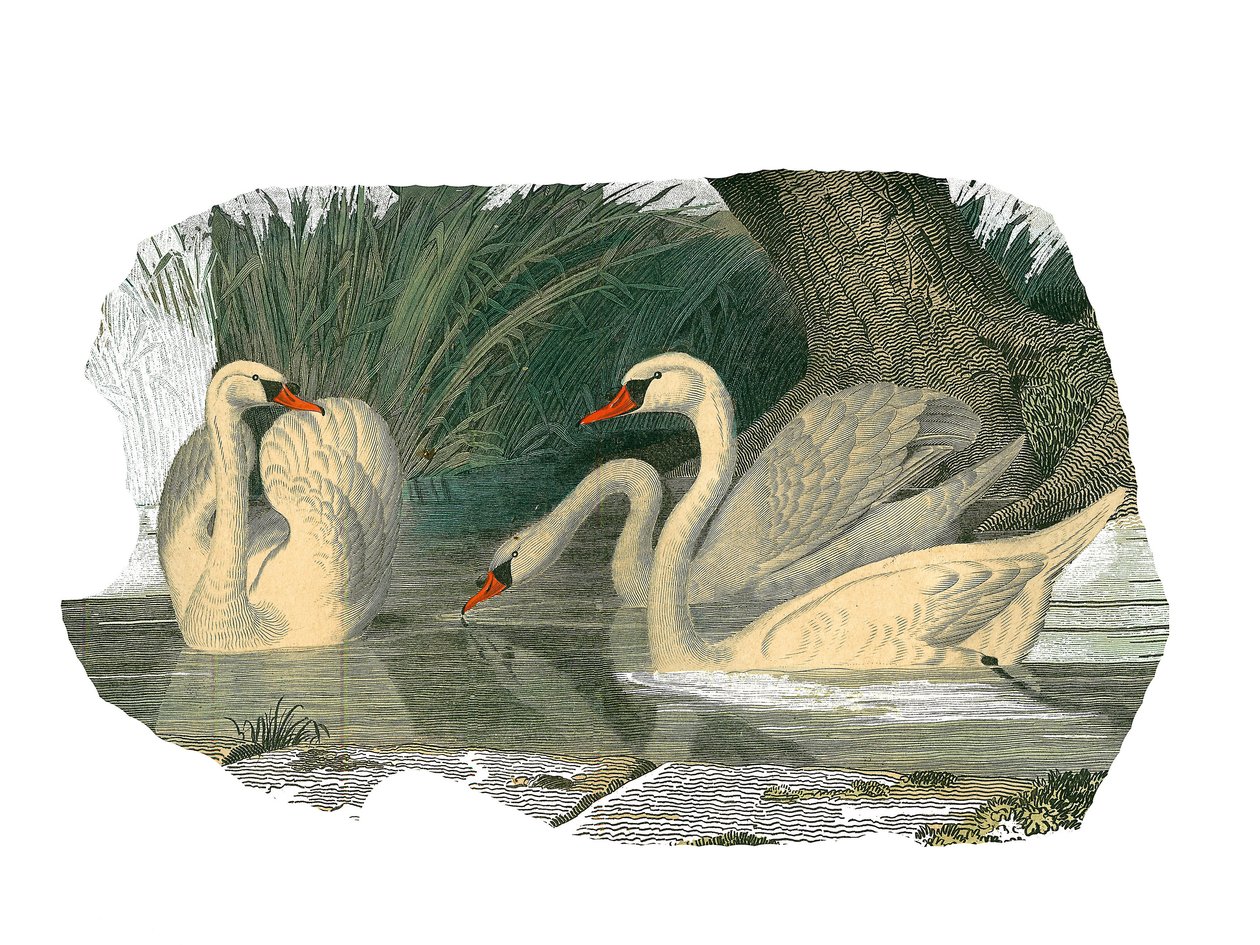 Quadro de história natural: quadro zoológico representando palmípedes lamelirostro de Edouard Travies