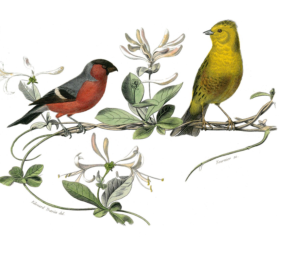 Quadro de história natural: Quadro zoológico que representa o bouvreuil e o pardal da França. Placa retirada dos nove volumes sobre pássaros em “” Obras completas de Buffon ”” ”escrita pelo naturalista Georges Louis Leclerc, Conde de Buffon de Edouard Travies