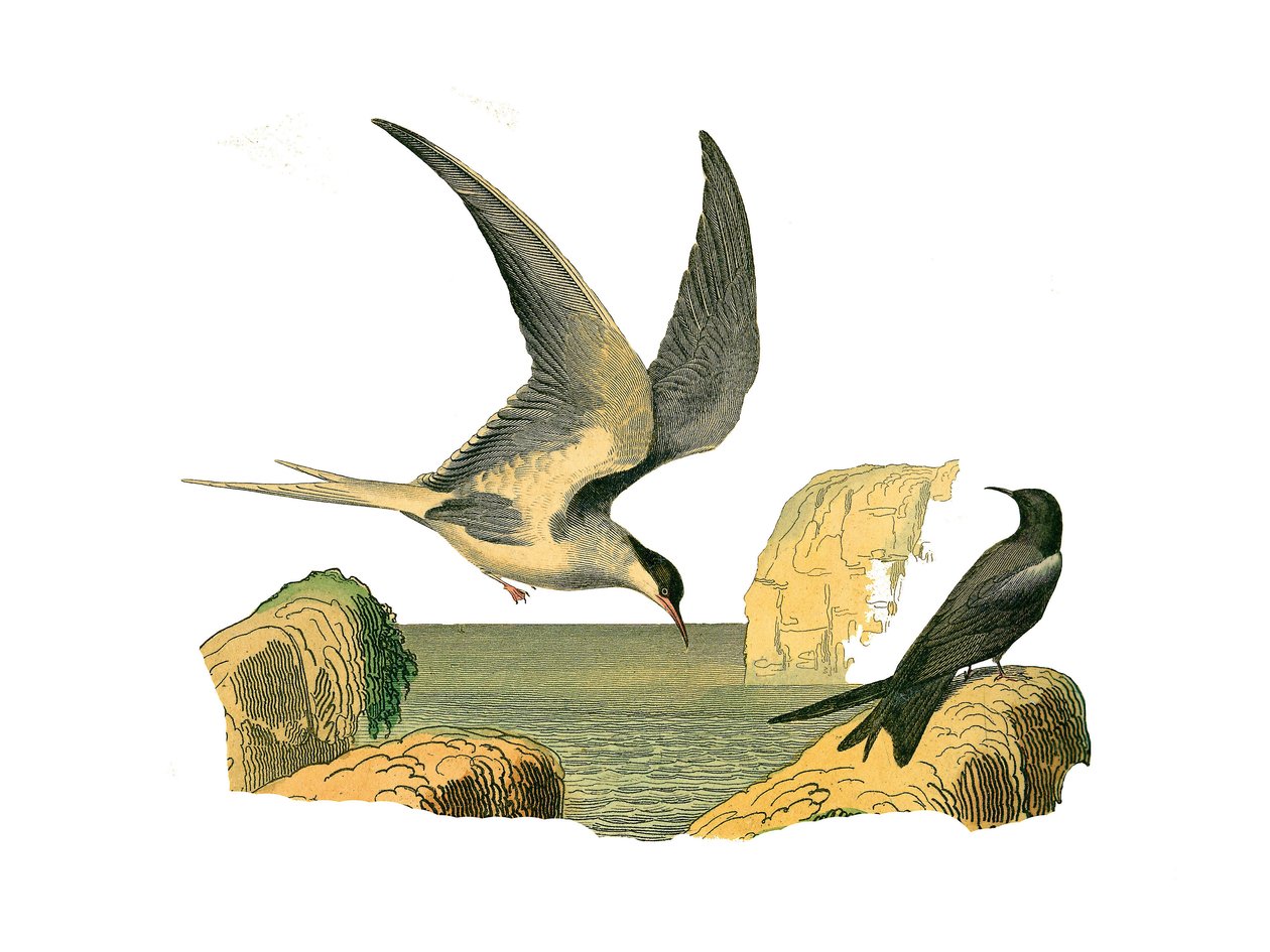 Quadro de história natural: Tábua zoológica representando os longipens (ou veleiros altos, aves de alto mar). A pedra de garimpa e o espantalho. Placa extraída dos nove volumes sobre aves em "Obras completas de Buffon", escrito pelo naturalista Georges Lou de Edouard Travies