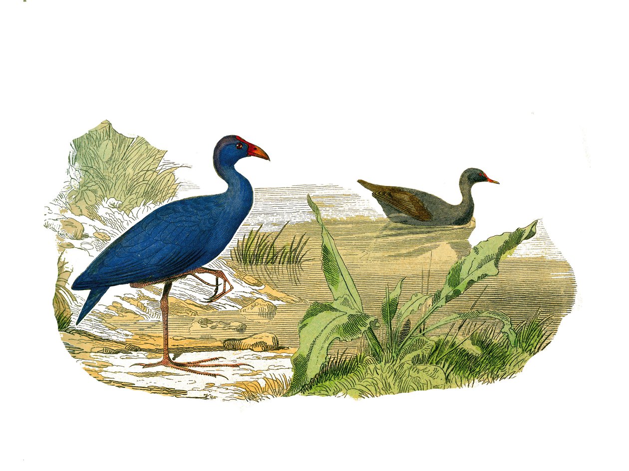 Quadro de história natural: Quadro zoológico representando o sombreado longirostrous (bico longo e magro): a galinha sultão (galinha sultão) e a galinha-d