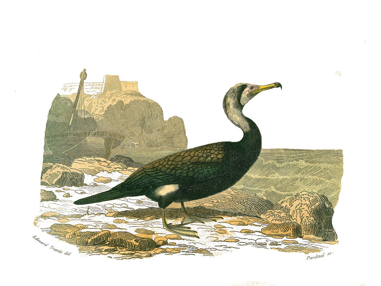 Quadro de história natural: Tábua zoológica representando totipalms (pesca submarina). O corvo-marinho. Placa retirada dos nove volumes sobre aves em "Obras completas de Buffon" escrito pelo naturalista Georges Louis Leclerc, Conde de Buffon (1707-1788) en de Edouard Travies