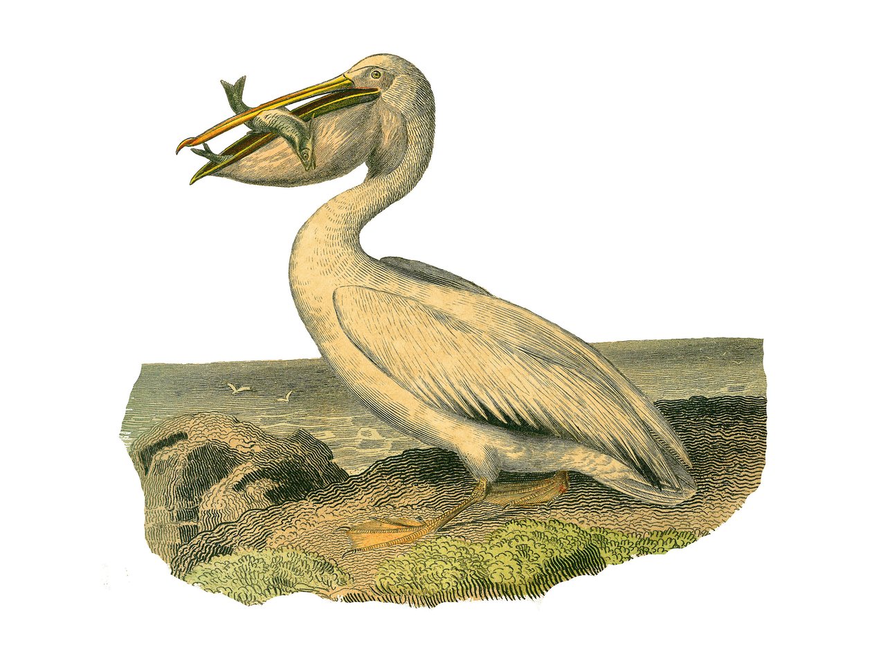 Quadro de história natural: Tábua zoológica representando totipalms (pesca submarina). O pelicano branco. Placa retirada dos nove volumes sobre aves em "Obras completas de Buffon" escrito pelo naturalista Georges Louis Leclerc, Conde de Buffon (1707-1788)  de Edouard Travies