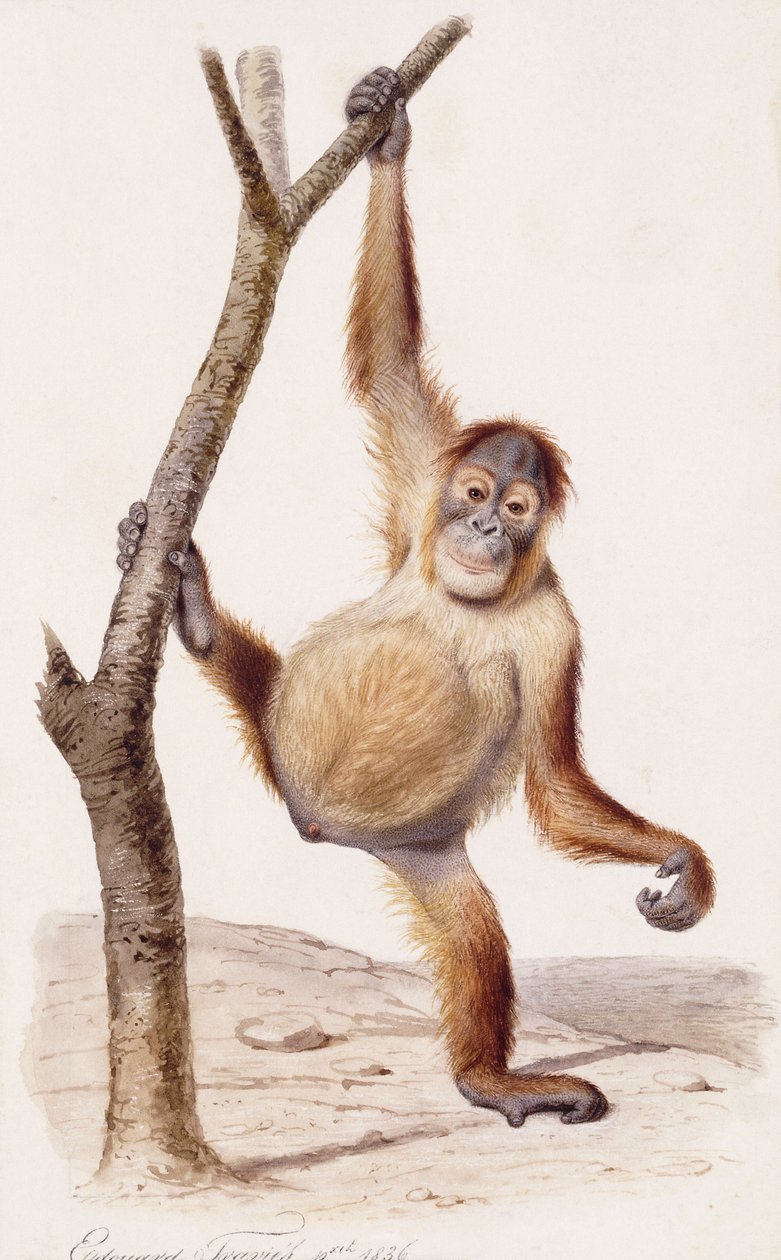 Orangotango, 1836 de Edouard Travies