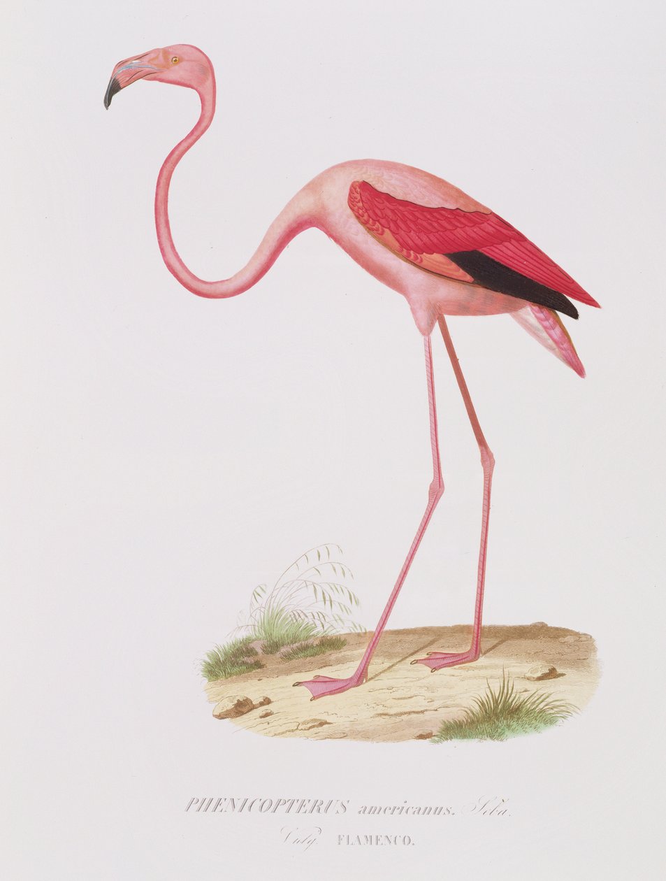 Phenicopterus americanus (Flamenco) (sic) gravada por Fournier, pub. de Bougeard de Edouard Travies