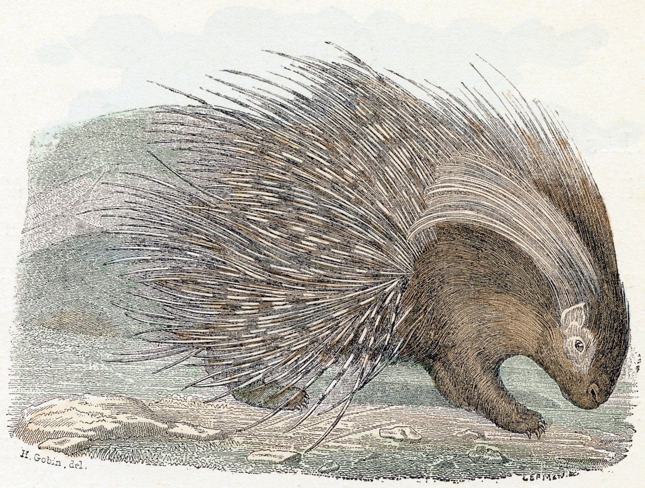 Epopéia de porco (porco-epic) - "Alfabeto ilustra animais" século XIX (gravura) de Edouard Travies