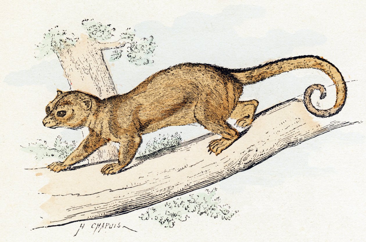 Quincajou (ou Wolverine ou Kinkajou) (potos) - "Alfabeto ilustra animais" século XIX (gravura) de Edouard Travies