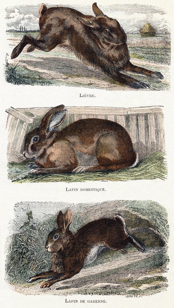 Coelho- " Alfabeto ilustra animais" século XIX (gravura) de Edouard Travies
