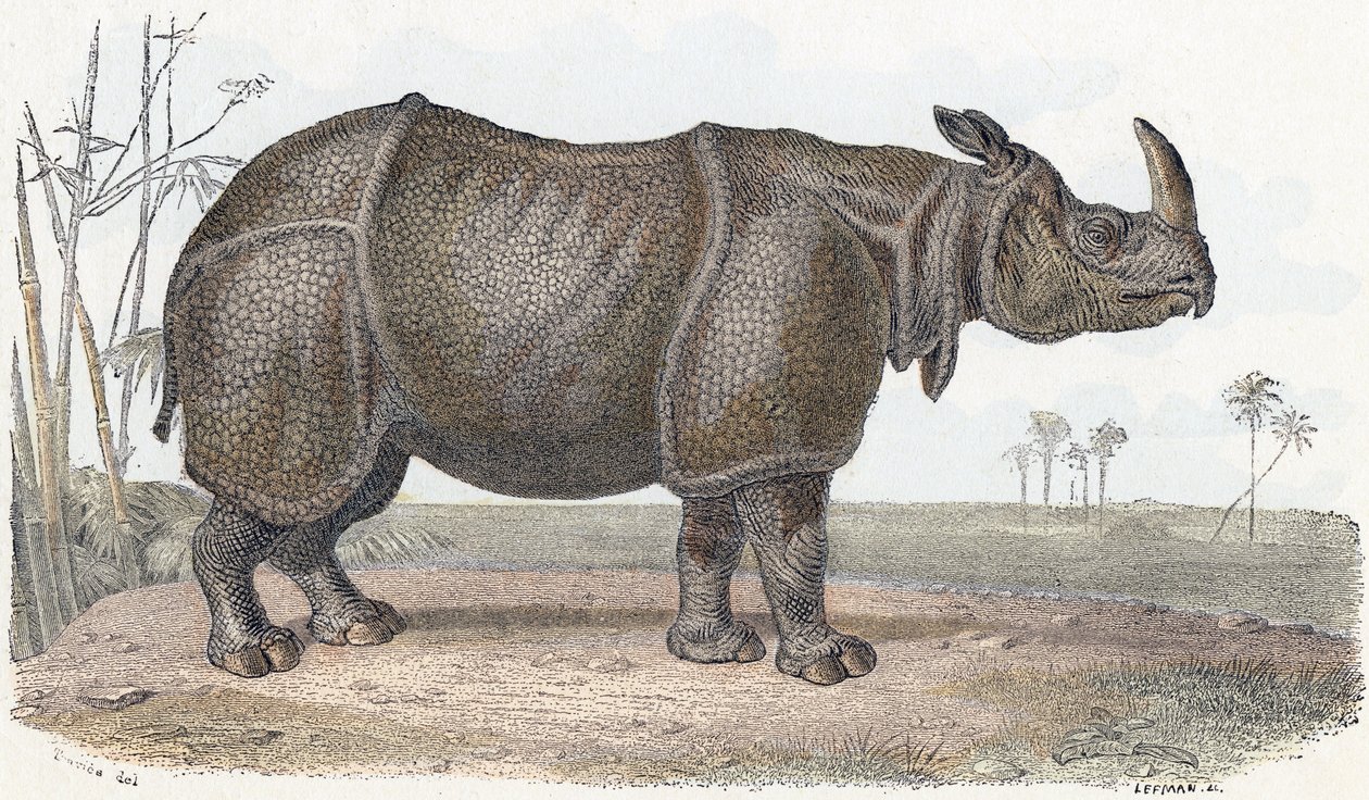 Rinoceronte - " Alfabeto ilustra animais" século XIX (gravura) de Edouard Travies
