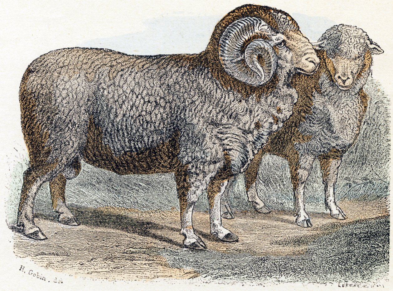 Ovelhas- " Alfabeto ilustra animais" século XIX (gravura) de Edouard Travies