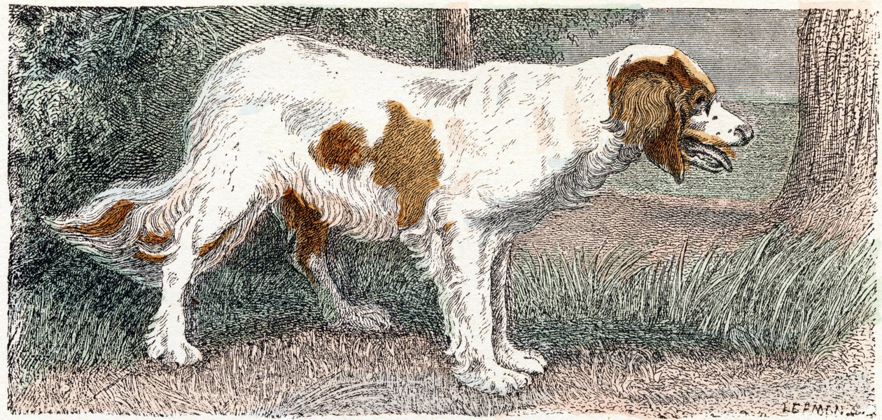Spagneul (cão)- " Alfabeto ilustra animais" século XIX (gravura) de Edouard Travies