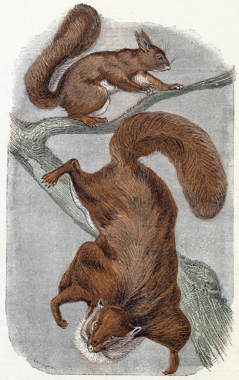 Esquilos- " Alfabeto ilustra animais" século XIX (gravura) de Edouard Travies