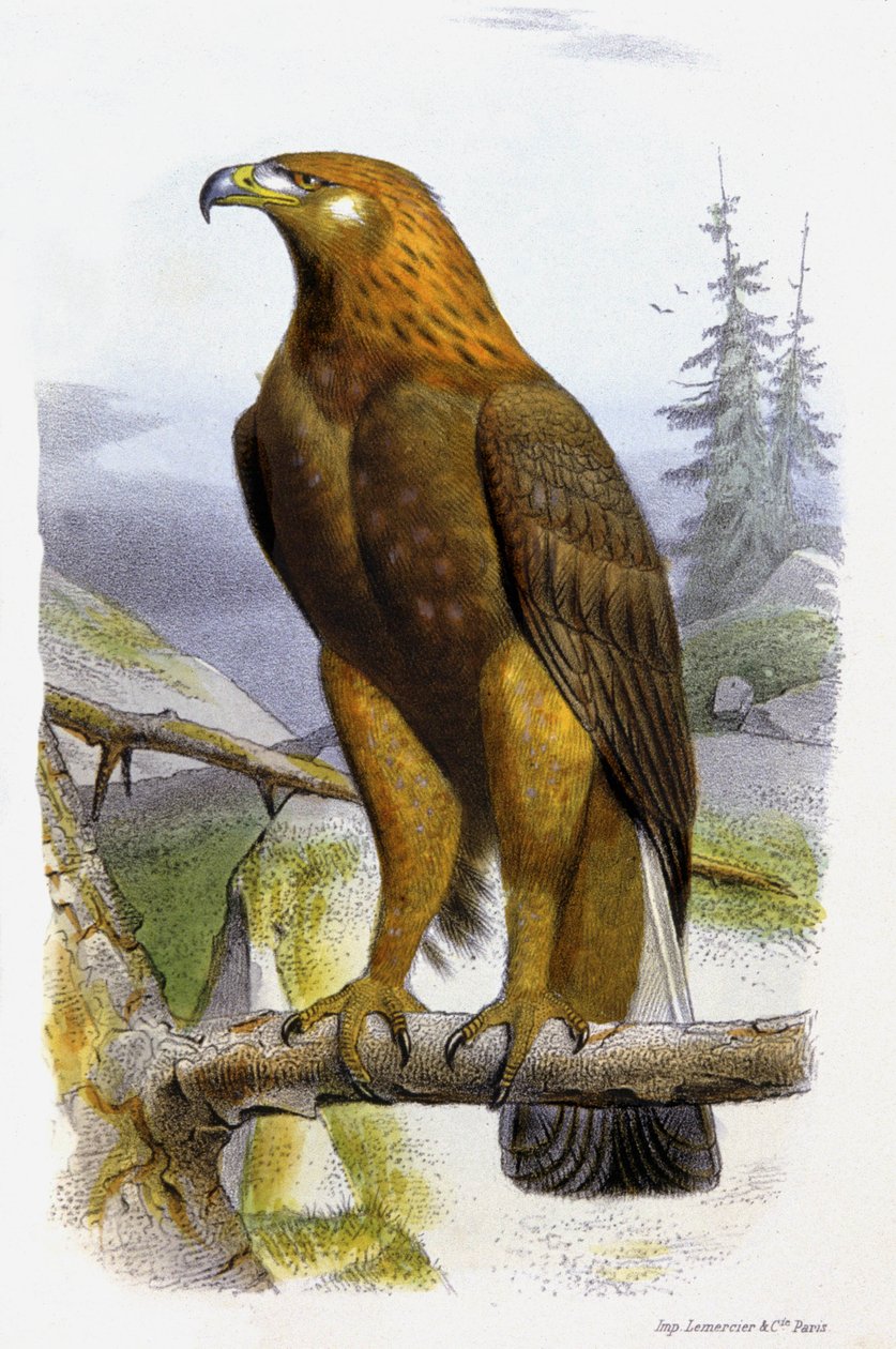 A águia dourada, c.1850 (litografia) de Edouard Travies