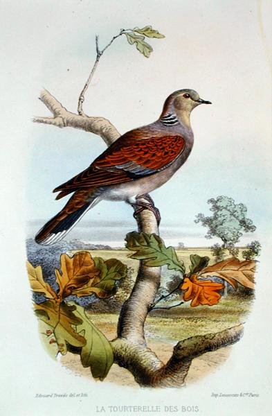 A Pomba Tartaruga (cor litho) de Edouard Travies