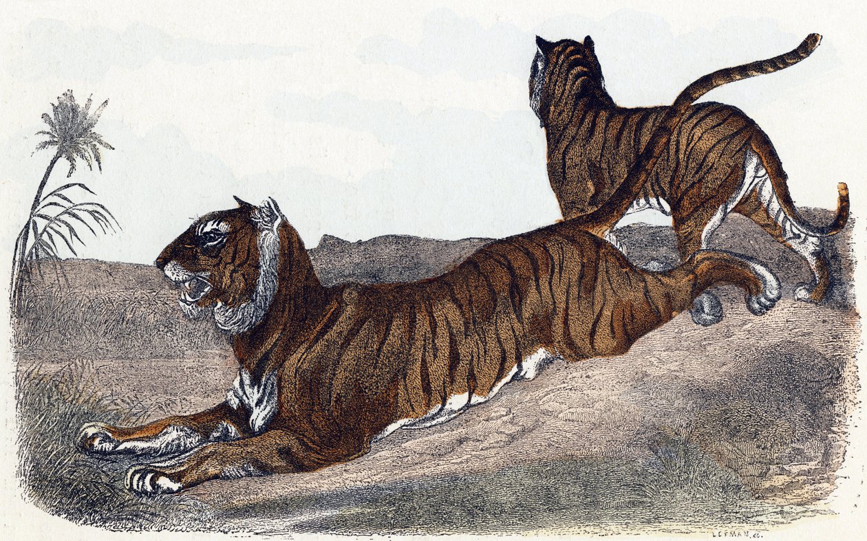Tigres - " Alfabeto ilustra animais" século XIX (gravura) de Edouard Travies