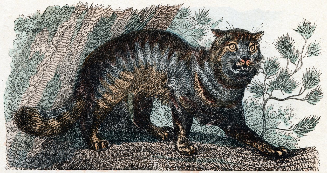 Gato selvagem- " Alfabeto ilustra animais" século XIX (gravura) de Edouard Travies