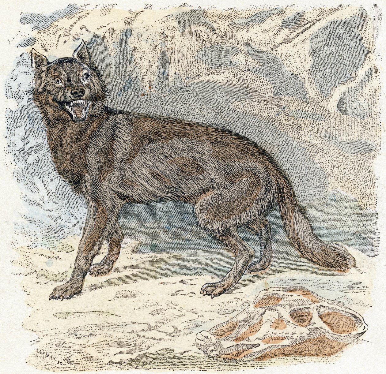 Lobo- " Alfabeto ilustra animais" século XIX (gravura) de Edouard Travies