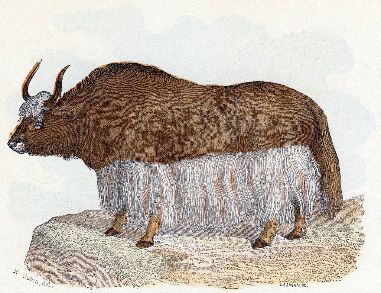 Yack (iaque) - " Alfabeto ilustra animais" século XIX (gravura) de Edouard Travies